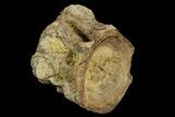 Fossil Fish (Ichthyodectes) Vertebra - Kansas #127862-1
